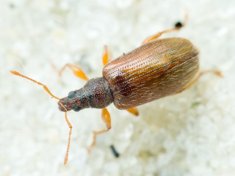 Phyllobius oblongus (Linnaeus, 1758)